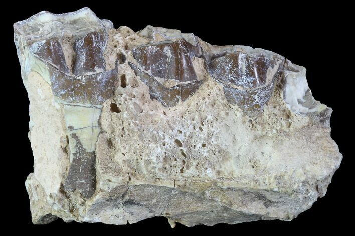 Hyracodon (Running Rhino) Jaw Section - South Dakota #90264